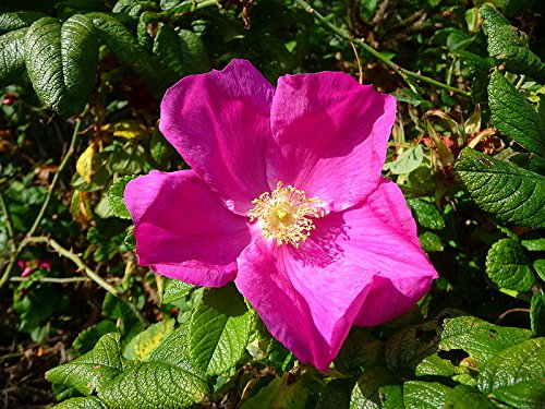 25 Red Wild Rose Hedging 30-50cm Plants,Rosa Rugosa Rubra,Flowers for 6mth 3fatpigs®