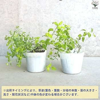カラミンサ苗 Amazon.co.jp: ITANSE カラミンサ ネペタ ライムミント