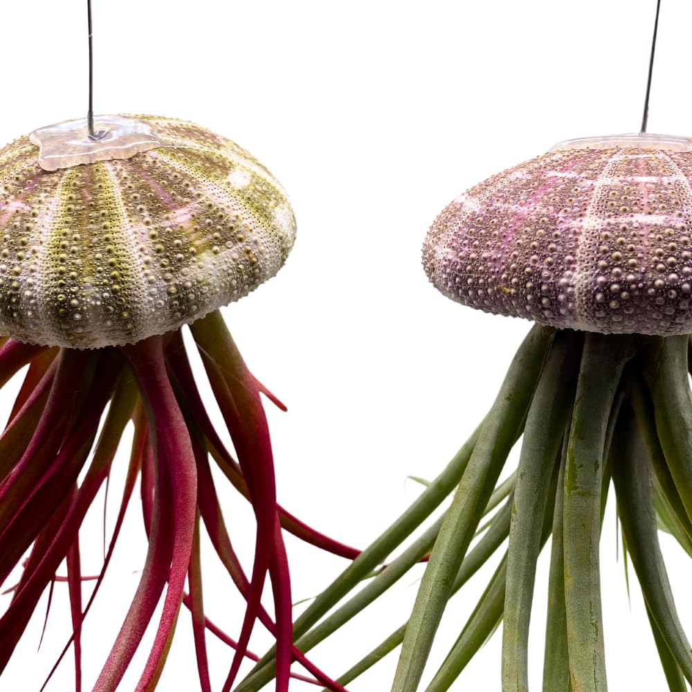 Amazon.com : BubbleBlooms Large Tillandsia Jellyfish, Big Hanging