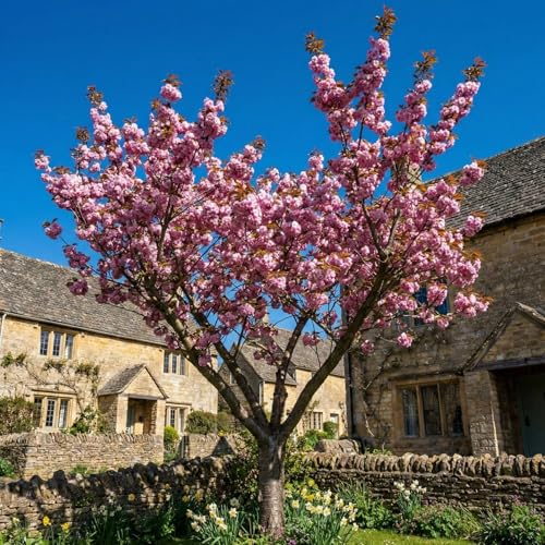 Roots Plants Live Japanese Cherry Blossom Tree (Kanzan) Prunus Serrulata Established 2-Year-Old Ornamental Tree in 9 Litre Eco Pot Stunning Spring Blooms Ready to Plant for Garden or Patio