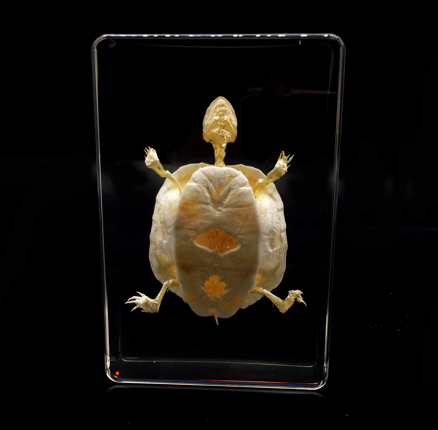 Real Turtle Skeleton Specimen in Acrylic Block Paperweights Science Classroom Specimens for Science Education?5.3x3.5x1.4 Inch?