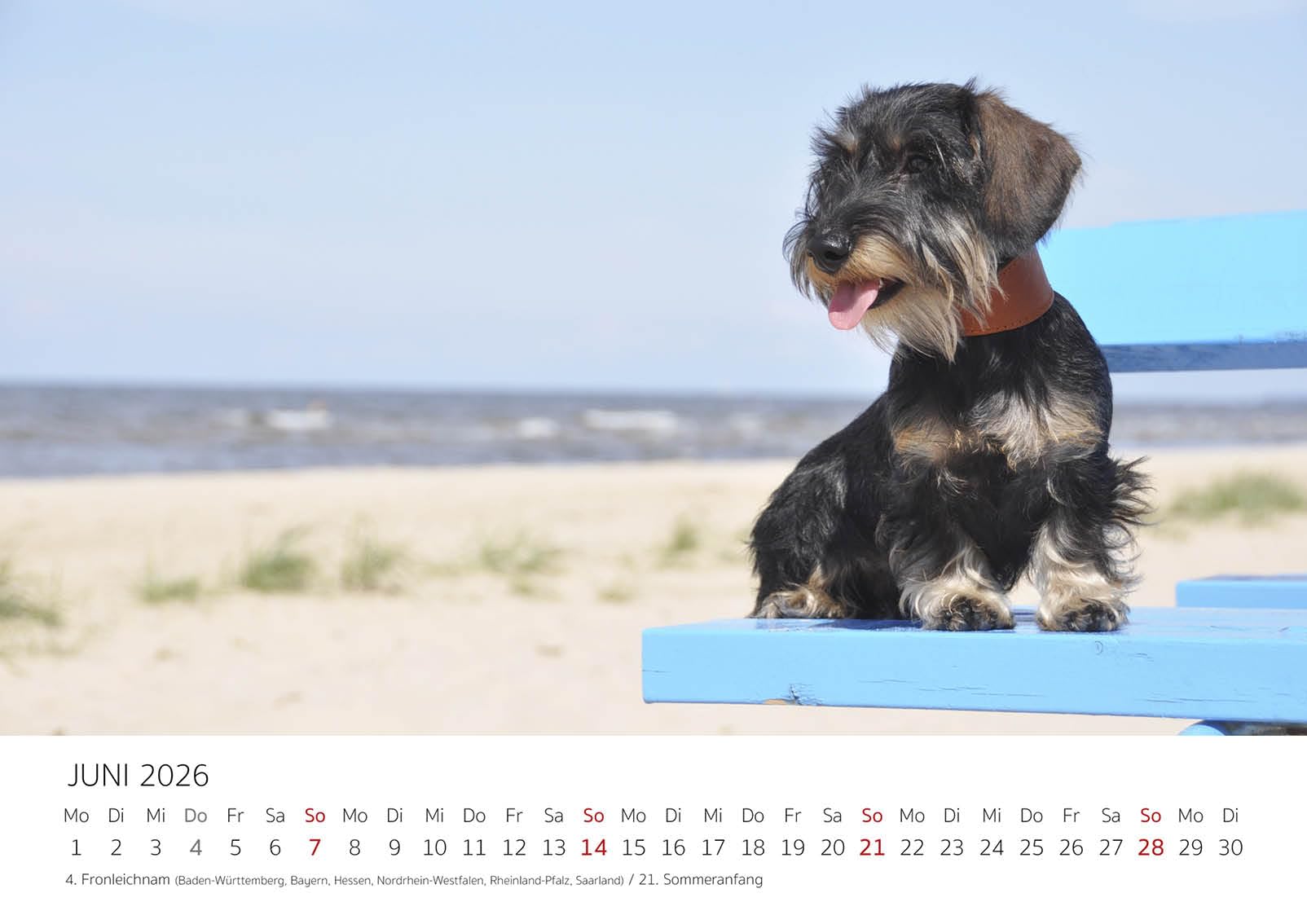 Edition Seidel Premium kalender teckel 2026 formaat DIN A4
