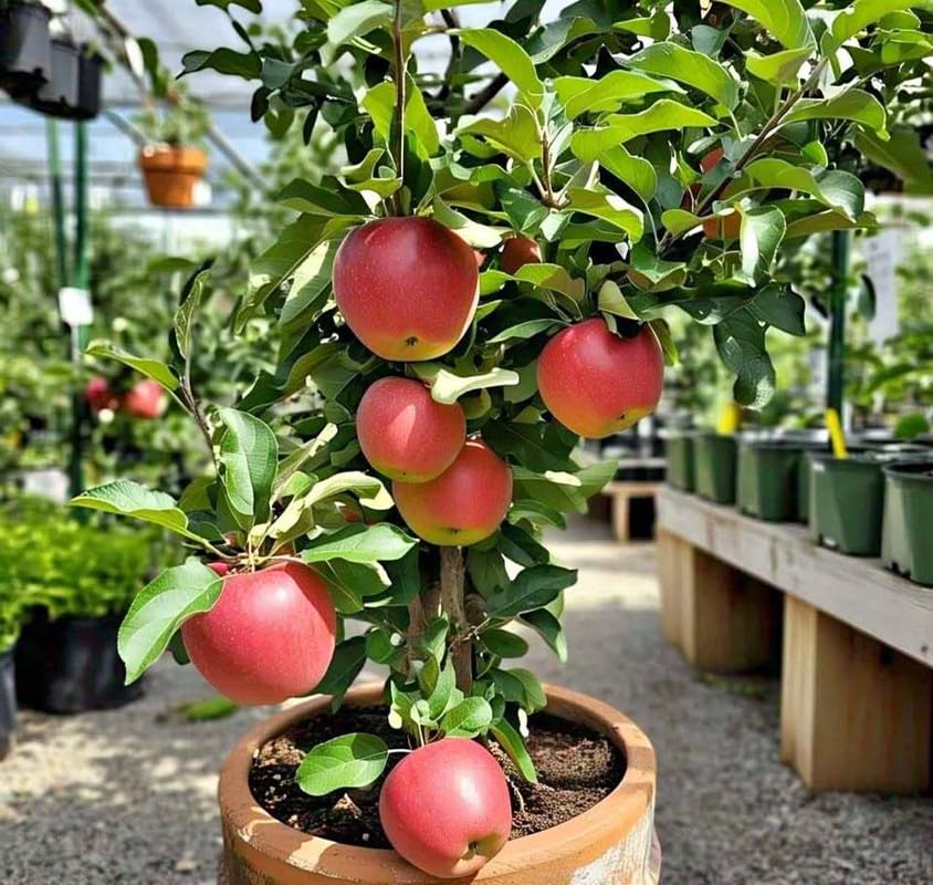 Apple Fruit View