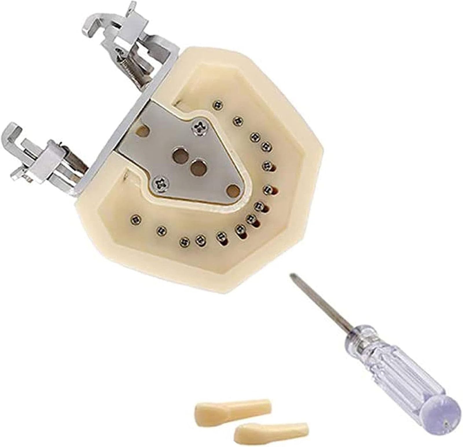 Modelli di corone dentali, modello dimostrativo di denti con impianti dentali, stampo dentale standard per bambini, materiale didattico per lo studio, modello dentale per l'assistenza sanitaria.