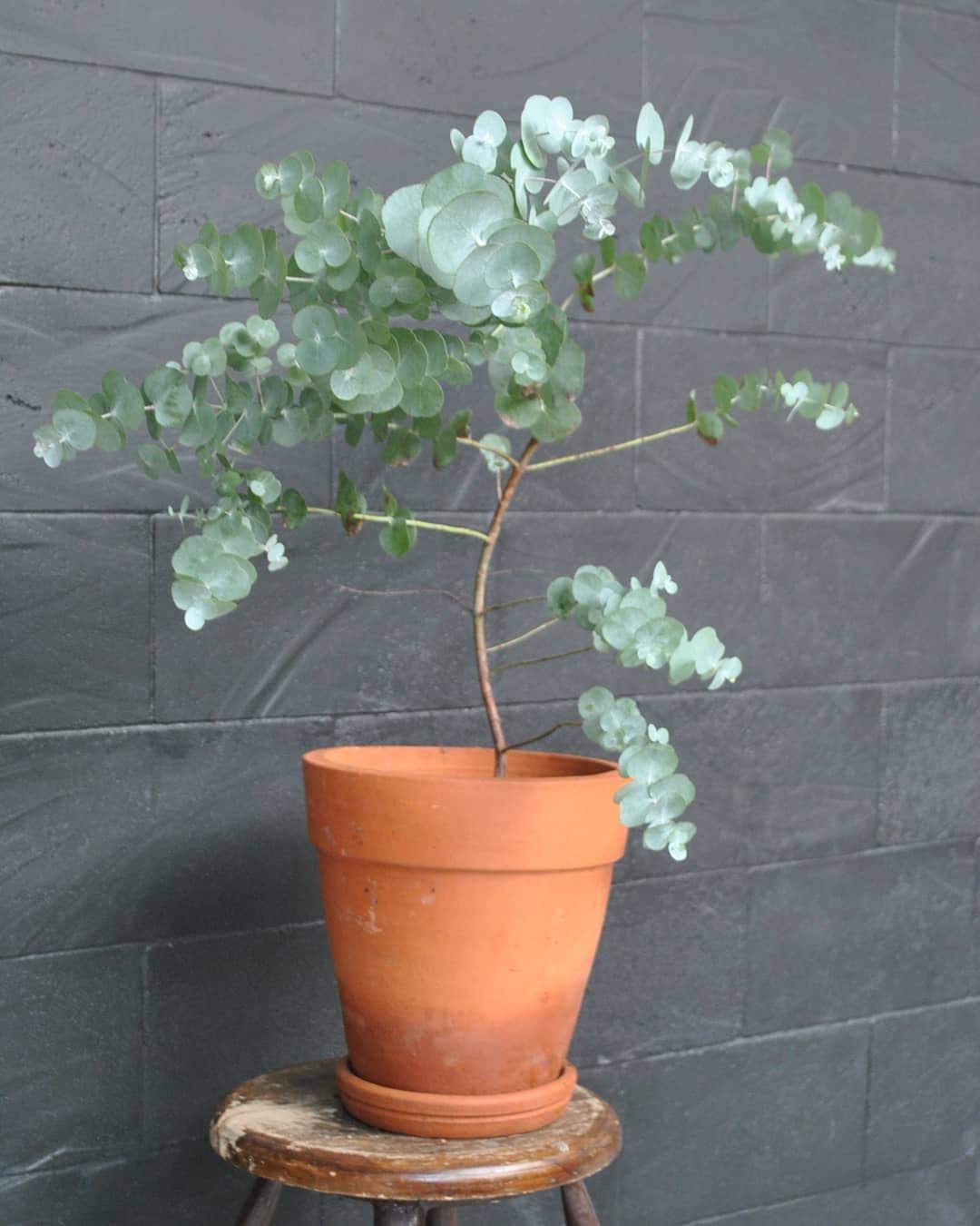 VibeX Baby Blue Eucalyptus Houseplant Seeds-50 Seeds (B0BBGPFR3Q) Amazon Price History, Amazon Price Tracker