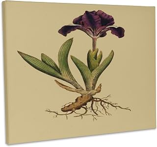 3dRose, Print of Stigmata Petaliformia Plant From 1700, Museum Grade Canvas Wrap 20x16