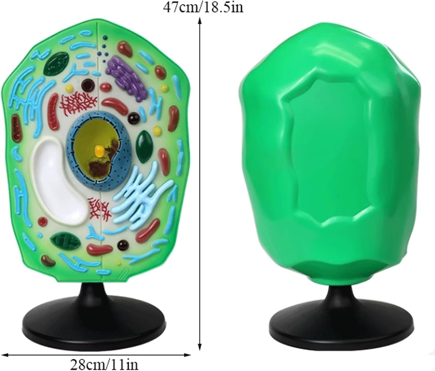 Model anatomiczny komórki roślinnej, wyjmowany model organelli chloroplastowych, stereoskopowe narzędzie dydaktyczne do prezentacji w ramach nauczania biologii.