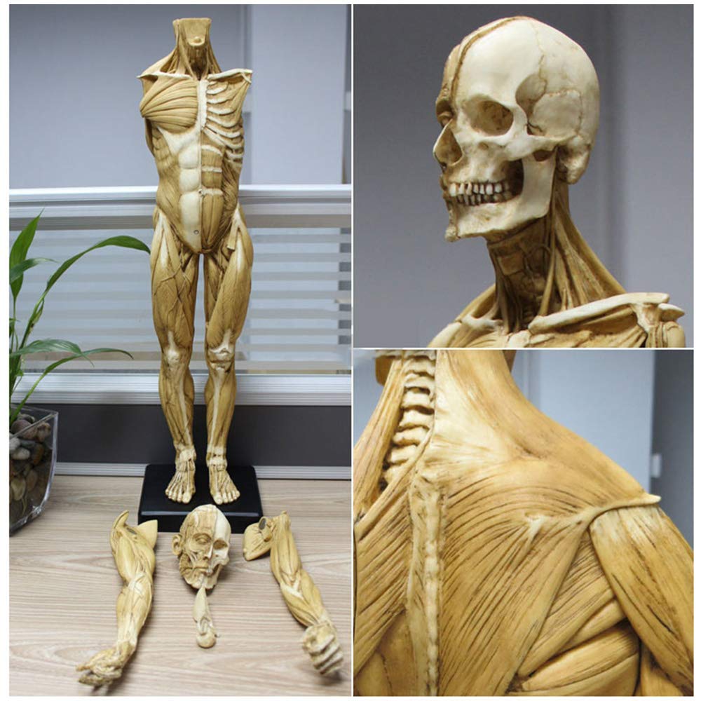 Figure d'anatomie Masculine - Modèle Anatomique de Squelette d'os de Muscle de Corps Humain de 23 Pouces - Modèle de Peinture Anatomique de Squelette Humain pour l'étude de Dessin d'artiste