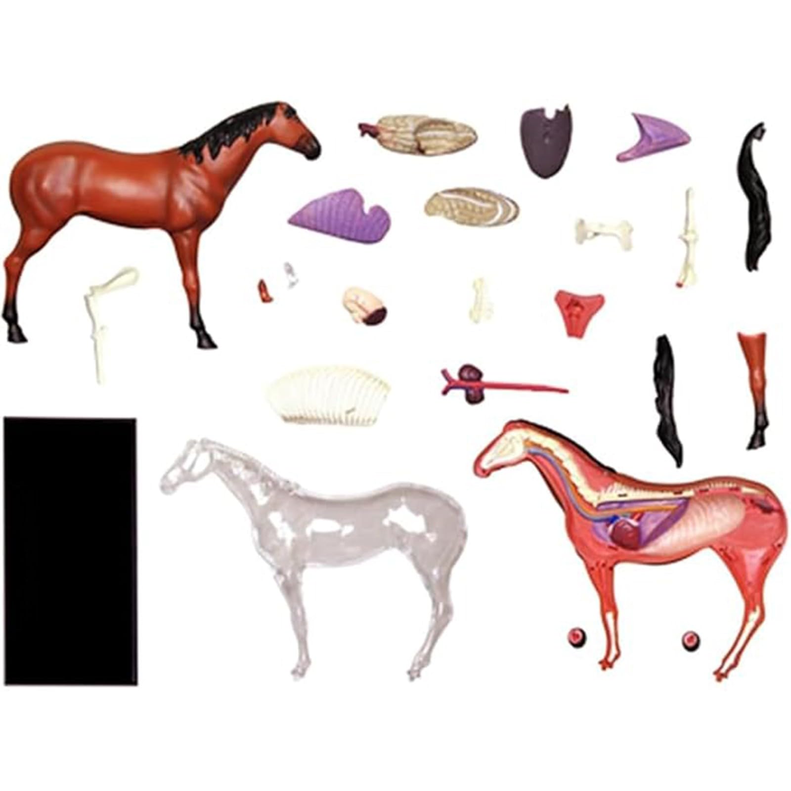 Modelo genérico de anatomía equina en 4D, espécimen de esqueleto animal para clínica veterinaria, escuela de formación veterinaria y enseñanza. 26 partes A