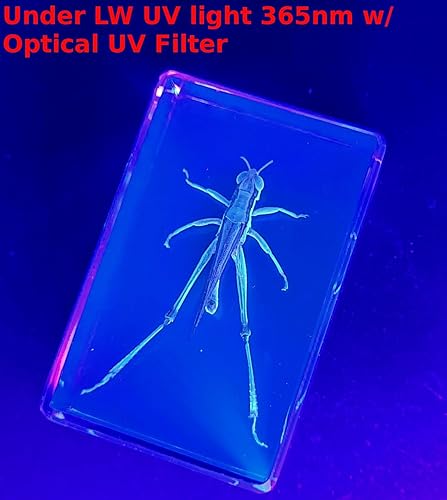 Miniatura 137 de Escarabajo de algodoncillo azul cobalto real de 1.732 in en espécimen de resina de lucita cristalina, insectos, insectos preservados, colección