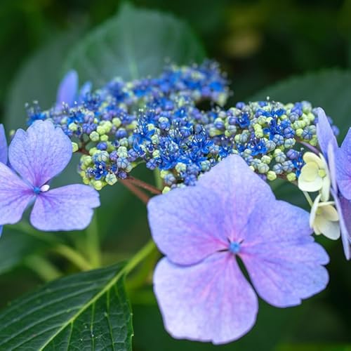 Hortensia Serrata Bluebird - Hydrangea Serrata Bluebird 20/30 cm Pot 3l - Plante En Pot - Hauteur 20/30 cm