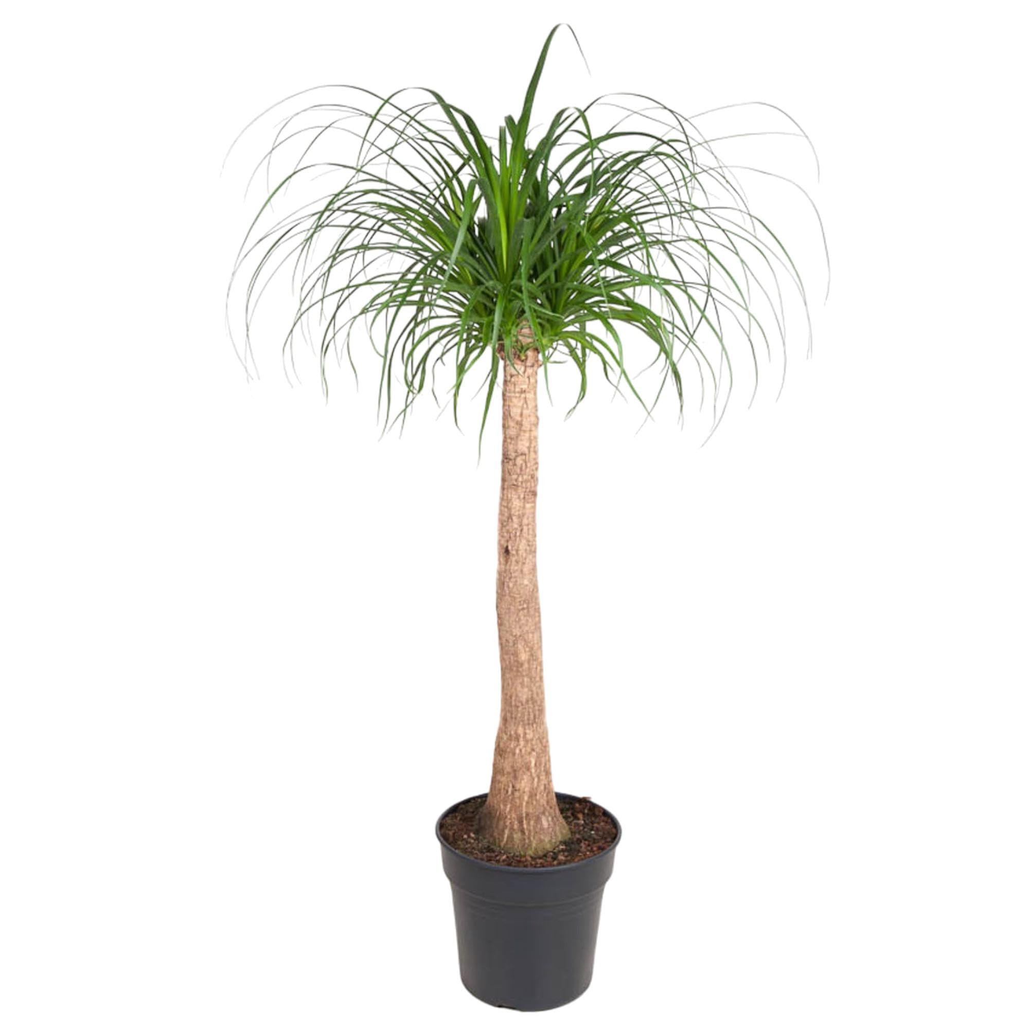 Beaucarnea Roślina pokojowa z pniem, do użytku w pomieszczeniach, zielona, 120 cm, Ø 32 cm