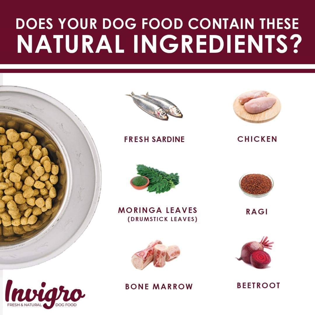INVIGRO Puppy Chicken Fish Milk High Protein Dry Dog Food - (1.2 Kg) 3