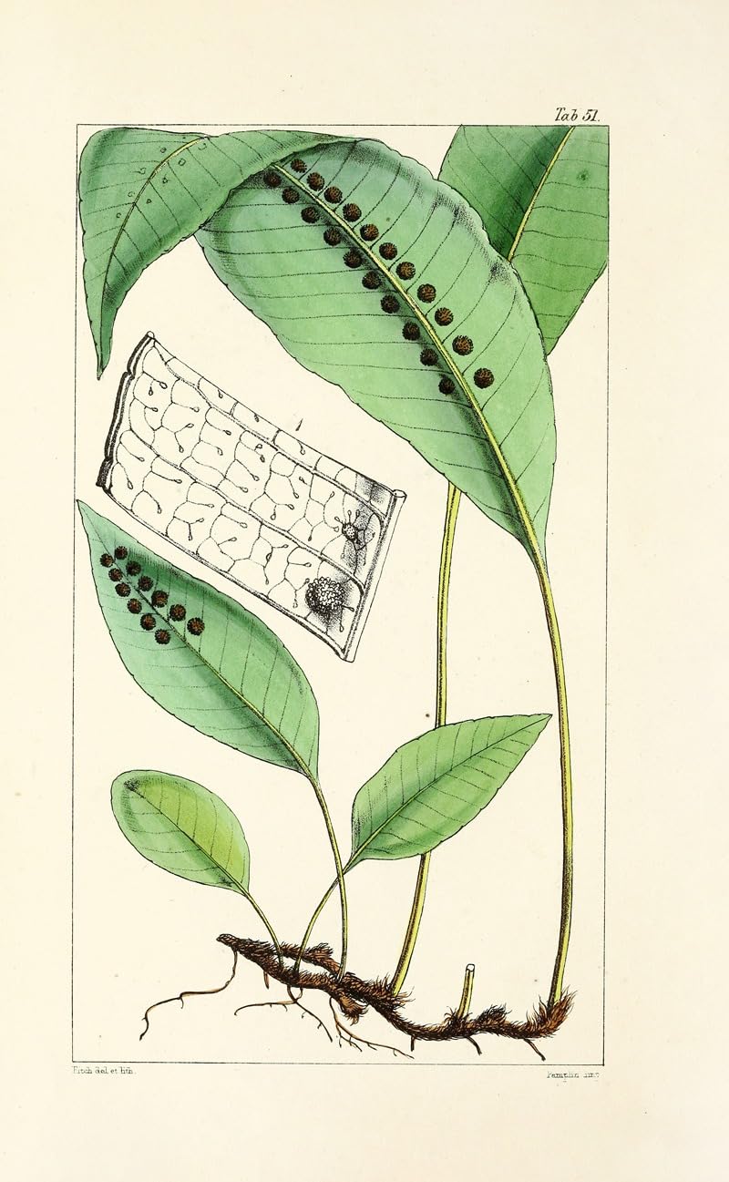 Wiek paproci Pl.49 (1854) plakat wydruk autorstwa Williama Jacksona Hookera (24 x 36)