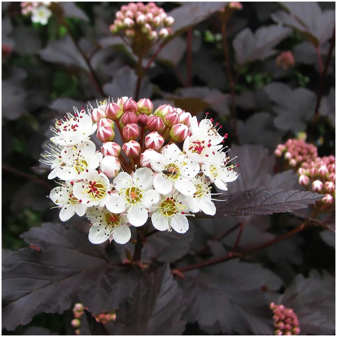 GrowOn Shrubs Ninebark Physocarpus Opulifolius 'Midnight' | Deciduous Shrub | Outdoor Garden Ready Plant | Spring and Summer Flowering | Pink, White Flowers
