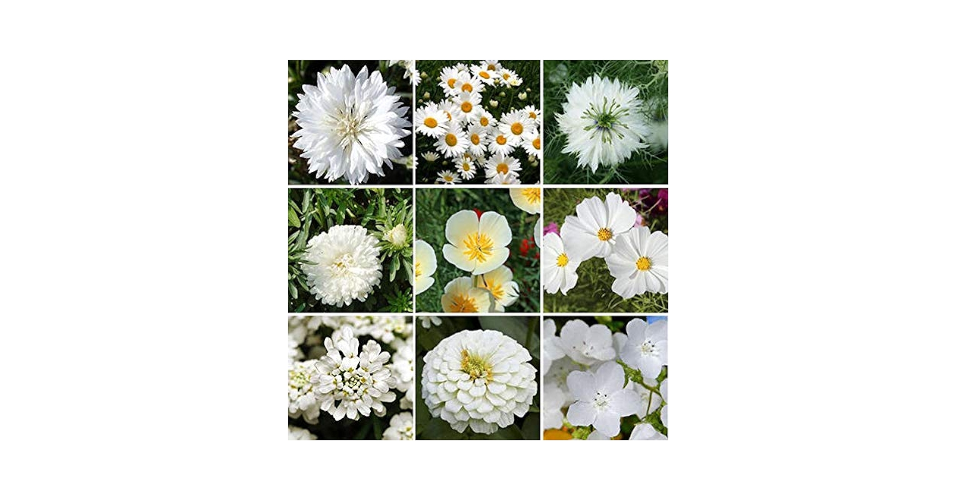 Amazon.com: UtopiaSeeds 白色野花種子混合- 吸引蜂鳥和蝴蝶