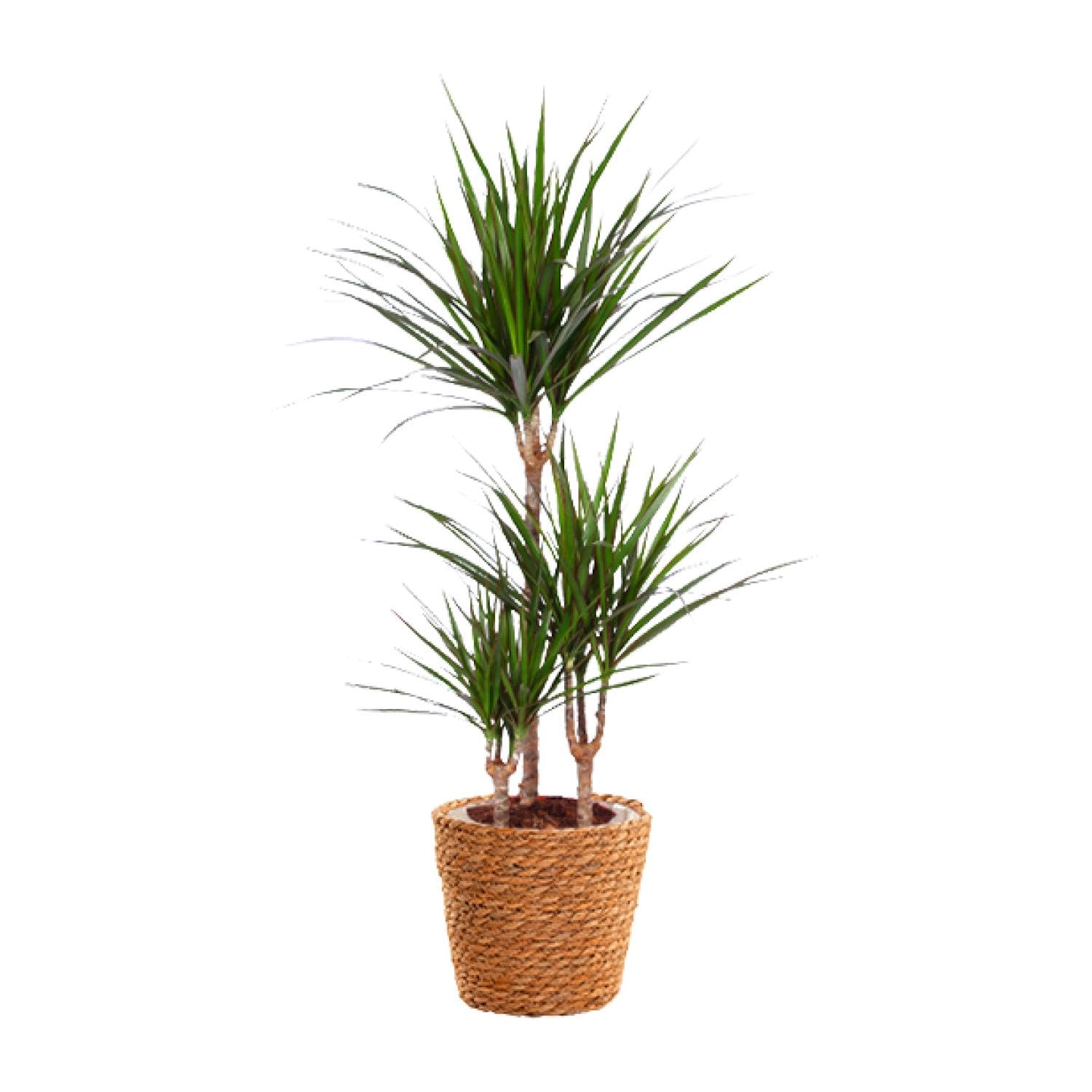 Dracaena Marginata con Cesto in Alga Marina, per Casa e Ufficio, 95cm