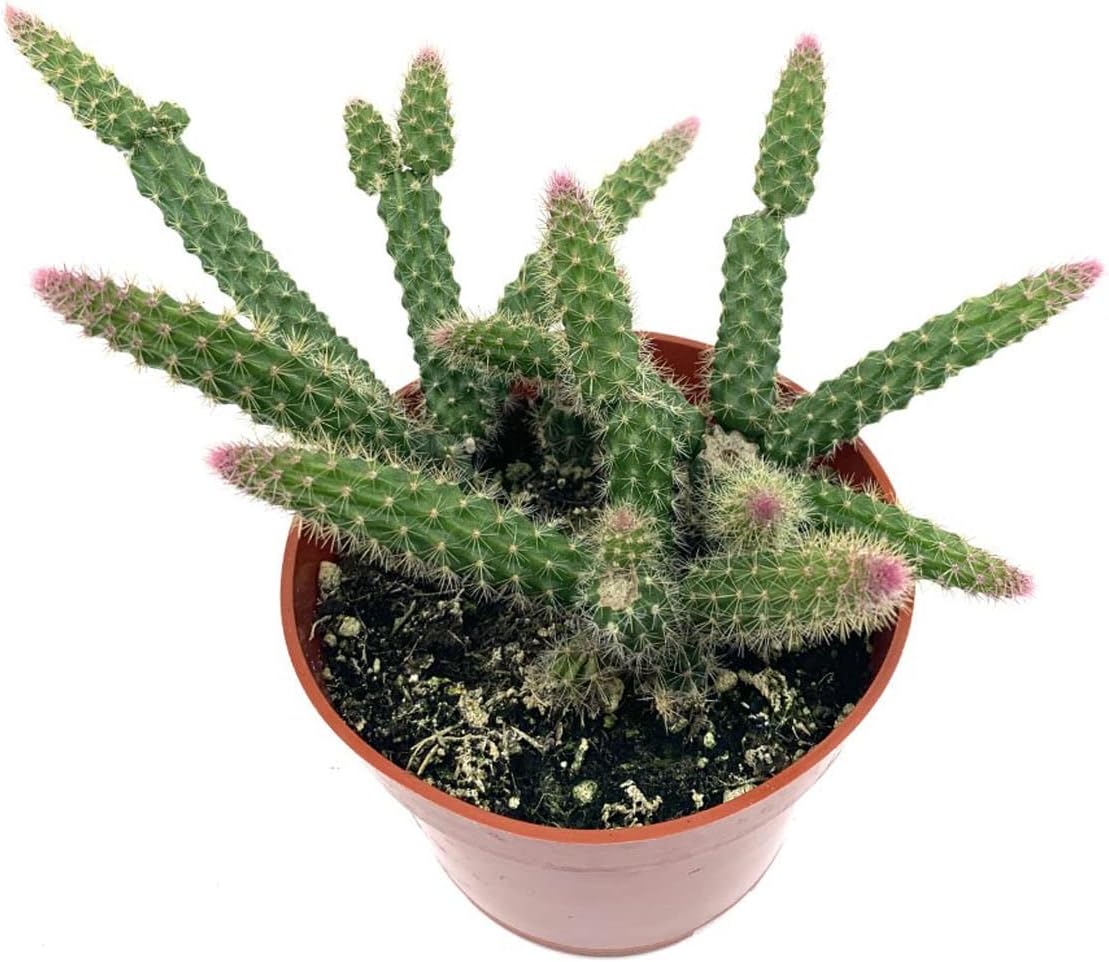 4" Rat Tail Cactus Rare Live Cactus Succulent Fully Rooted-Aporocactus Flagelliformis Live Plant. Easy to Grown Indoor/Outdoor.