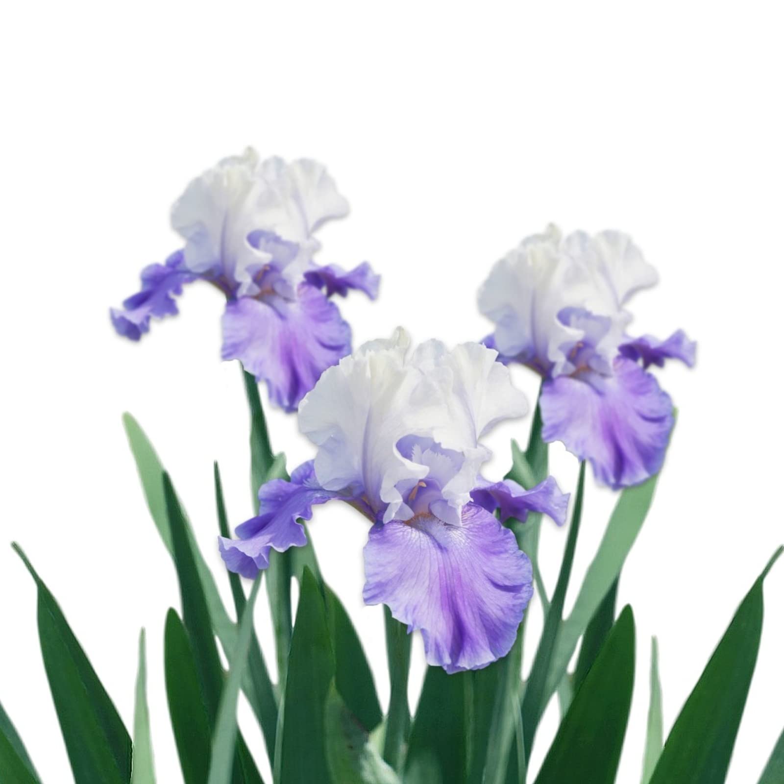 Easy to GrowBearded Iris Califlora 'Mariposa Skies' Plant Bulbs Rhizomes (9 Pack) - Purple and White Flowering Blooms in Spring & Fall Gardens