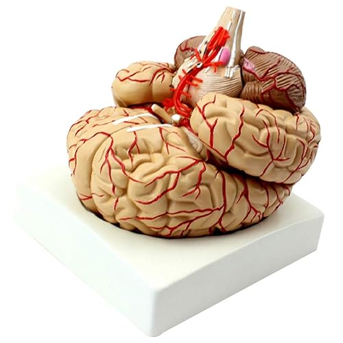 Modelo anatómico del cerebro humano con arteria cerebral y nervio 9 partes para la enseñanza médica