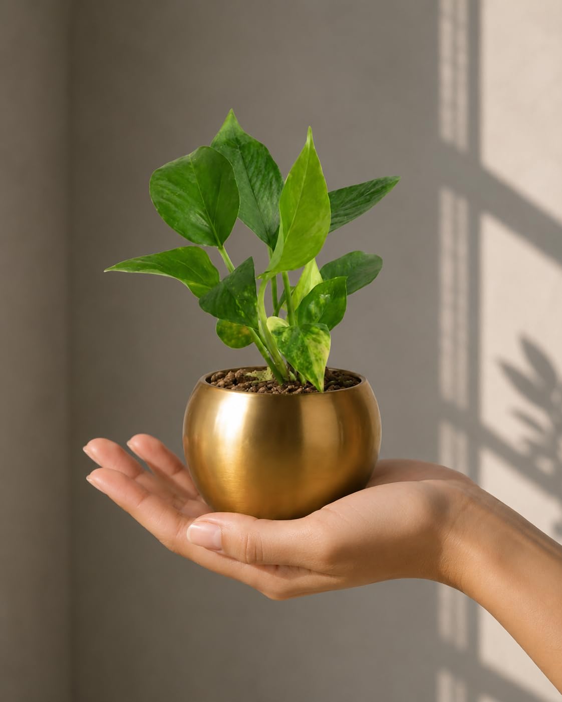 FNP Live Money Plant in Gold Hammered Pot | Good Luck & Prosperity Plant | Air-Purifying Indoor Greenery | Home & Office Décor Essential-image-25