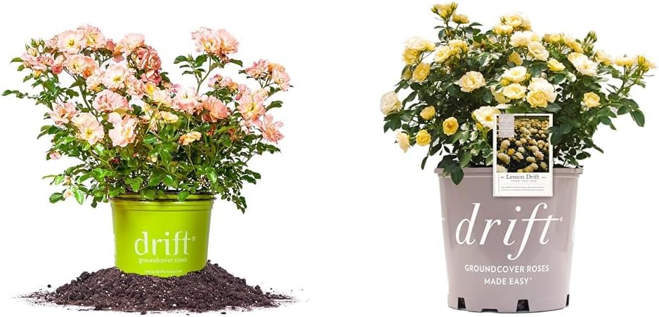 Peach Drift® Rose 1 Gallon & Lemon Drift Rose Bush 1 Gallon - Live Outdoor Rose Bushes
