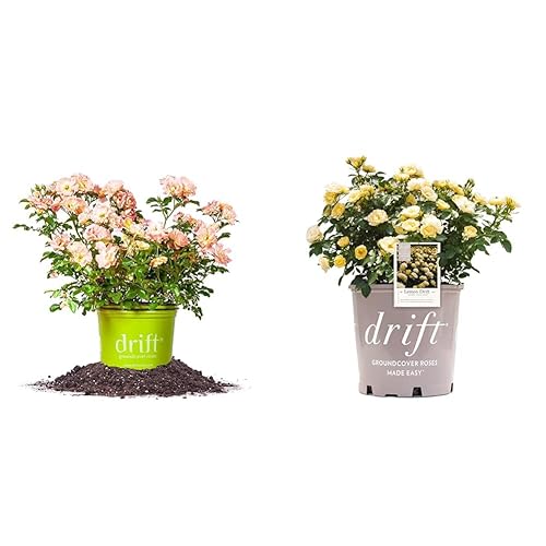 Peach Drift® Rose 1 Gallon & Lemon Drift Rose Bush