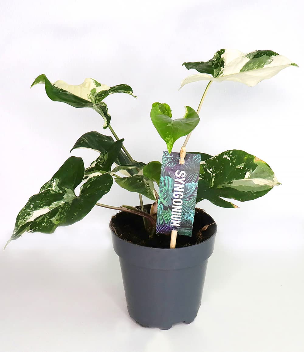 BALDUR Garten 1x Syngonium Albo variegata, Pflanze im 12 cm-Topf,  luftreinigende Zimmerpflanze, pflegeleichte Zimmerpflanze, auch fr  dunklere Standorte, mehrjhrig - frostfrei halten : Amazon.de: Garten