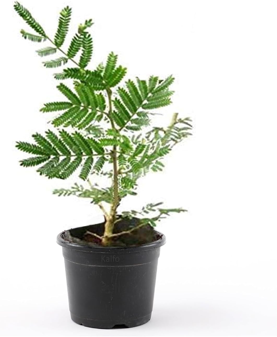 ive Shami Original Holy Tree Prosopis Cineraria Plant Banni Maram Sammi Dhaniushta Shami Patra Sami Plant Chikur Chonkar Paudha Jammi Chettu Jandi Khejri Parampu Somi Sami ka Paudha Balcony