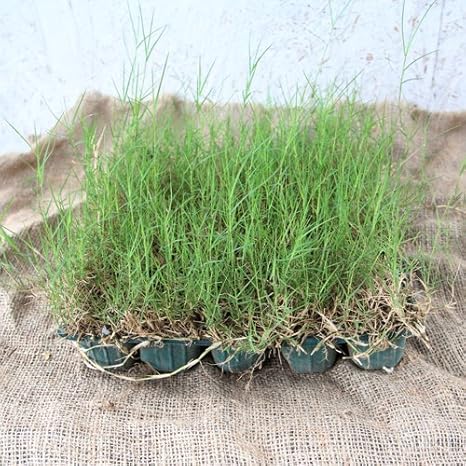 Amazon ティフトン芝 125ポットセット 西洋芝 暖地型芝 バミューダグラス スポーツターフ 植木