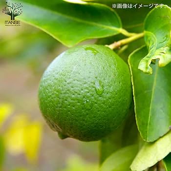 フレーバーグリーン苗木 フレーバーグリーン苗木 楽天市場】フレーバーグリーン 苗の通販