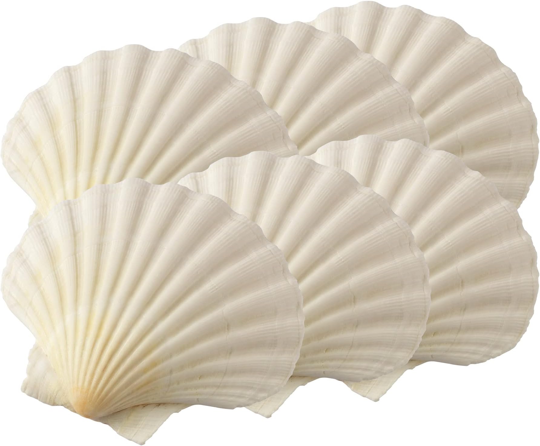 Maine Man Natural Baking Shells, 3.25-Inches, Set of 6