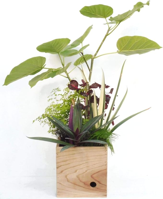 Amazon 木製6寸ウンベラータ寄せ植え 吉見農園観葉 観葉植物 通販 Amazon 木製6寸ウンベラータ寄せ植え 吉見農園観葉 観葉植物 通販