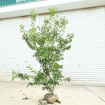 Amazon.co.jp: 現品庭木 植木：ソヨゴ/そよご（株立ち）（雌株）*樹高