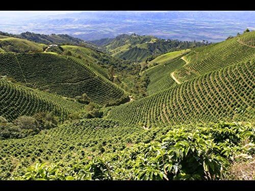 GREEN MAYA Saint Peters Association Coffee Beans Bio Arabica 100% Certified Organic Colombia Specialty Coffee Single Origin Espresso