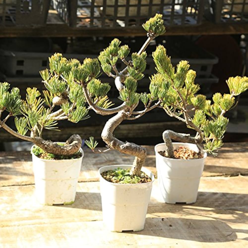 Amazon | 訳あり苗：五葉松(曲）ごようまつ 3本セット | 植木