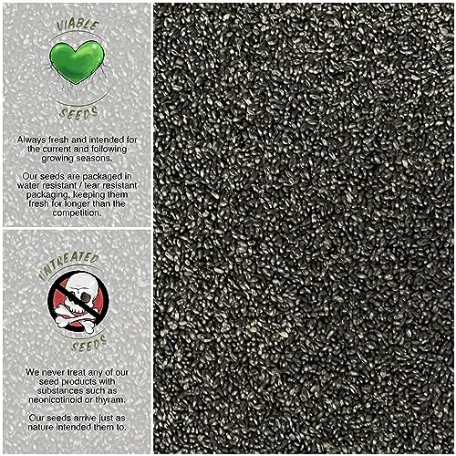 Seed Needs, Barlow Columbine Seeds - Blend of 500 Heirloom Seeds for Planting Aquilegia vulgaris - Perennial Open Pollinated Flower Seeds for a Butterfly Garden (1 Pack) - Thumbnail 3