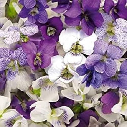 Outsidepride Perennial Viola Sorority Sisters - Mezcla de semillas de plantas de jardín - 100 semillas