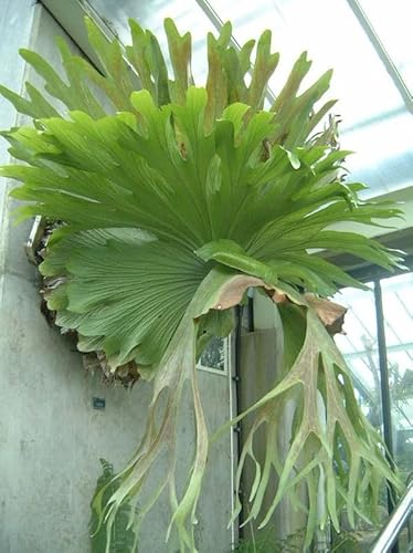 Platycerium bifurcatum | Staghorn Fern | Plug Plant