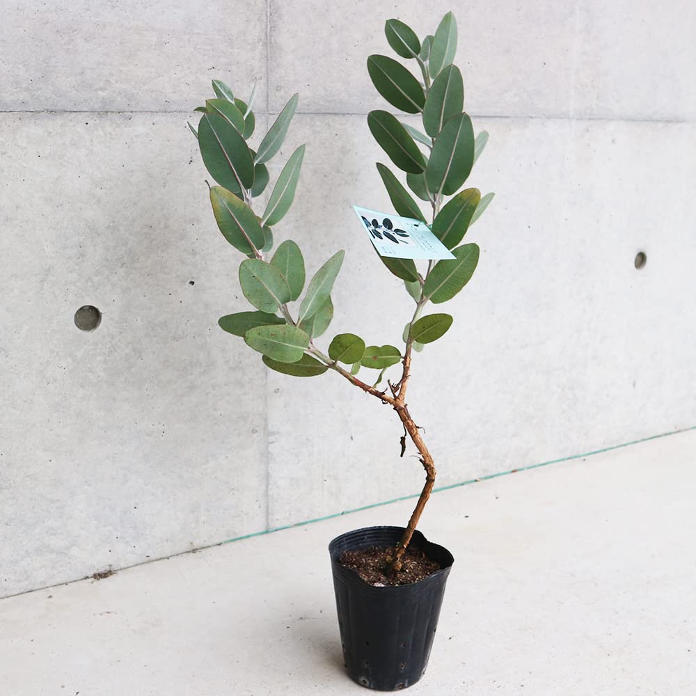 Amazon.co.jp: ユーカリ・プレウロカルパ 4号ポット【品種で選べる花木