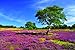 Colours Of Suffolk