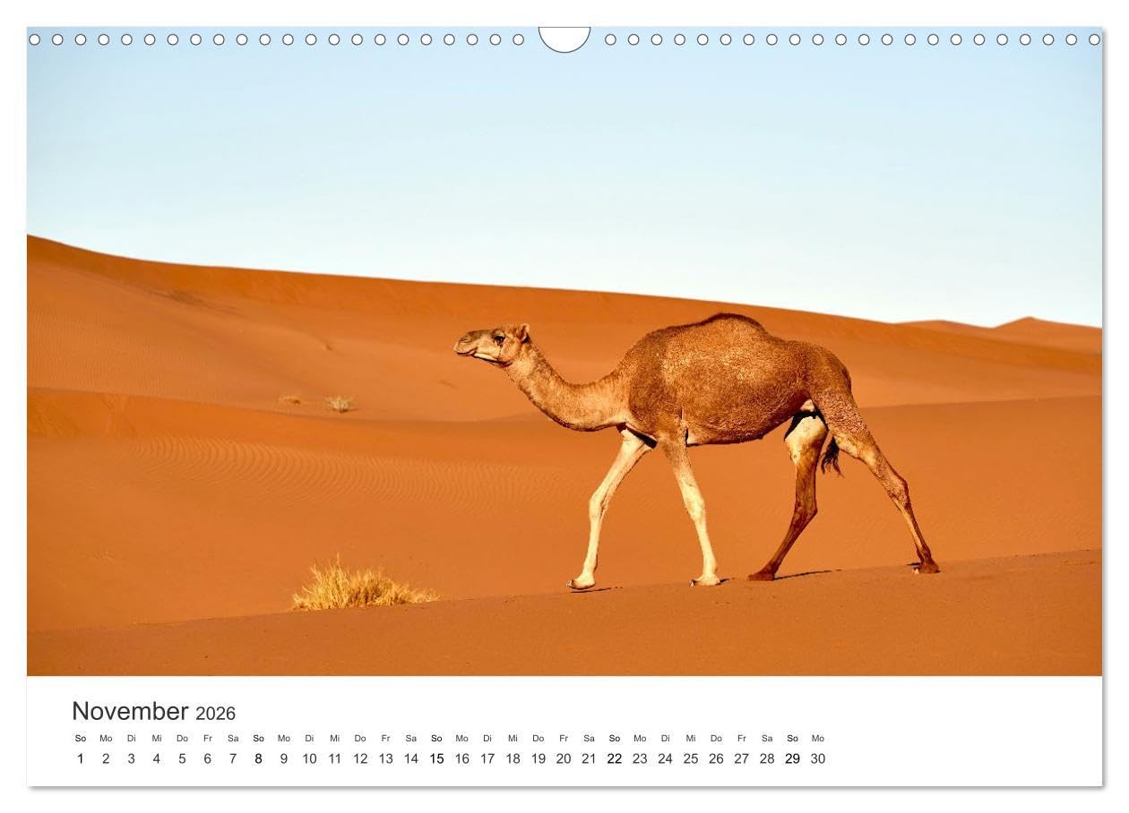 Kamele - die wahren Überlebenskünstler der Wüste. (Wandkalender 2026 DIN A3 quer), CALVENDO Monatskalender: Die geheimnissvollen Tiere der Wüste. (CALVENDO Orte)