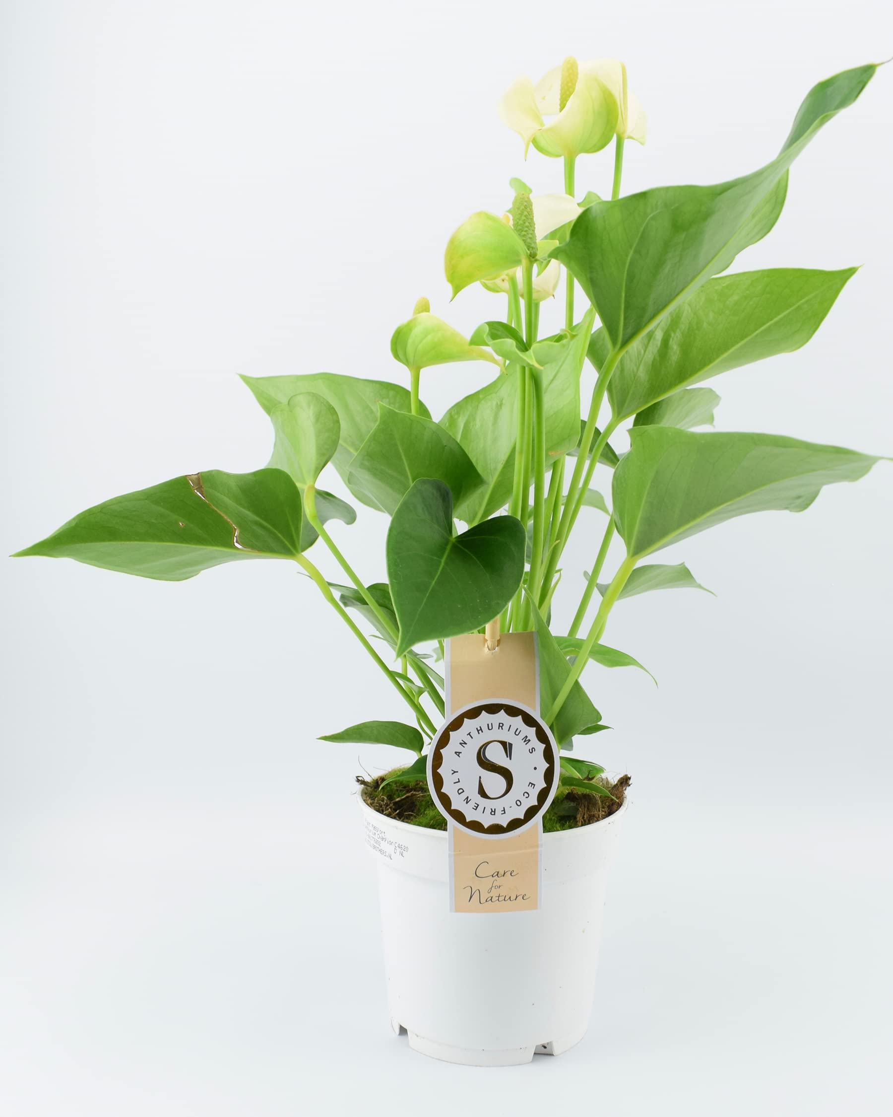 Anthurium White Heart Shape Flower House Plant  with A Standard 12cm Pot.  A Beautiful Indoor Houseplant.