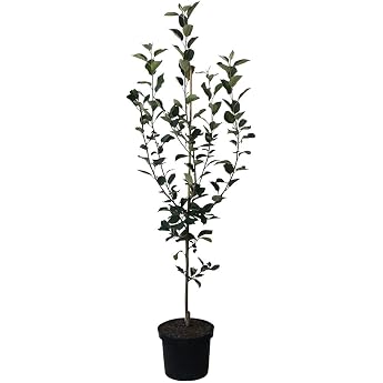 Apple Tree Topaz S Winter Apple Scab Resistant Bush Tree Approx. 110-140 cm in 9.5 Litre Pot MM 111