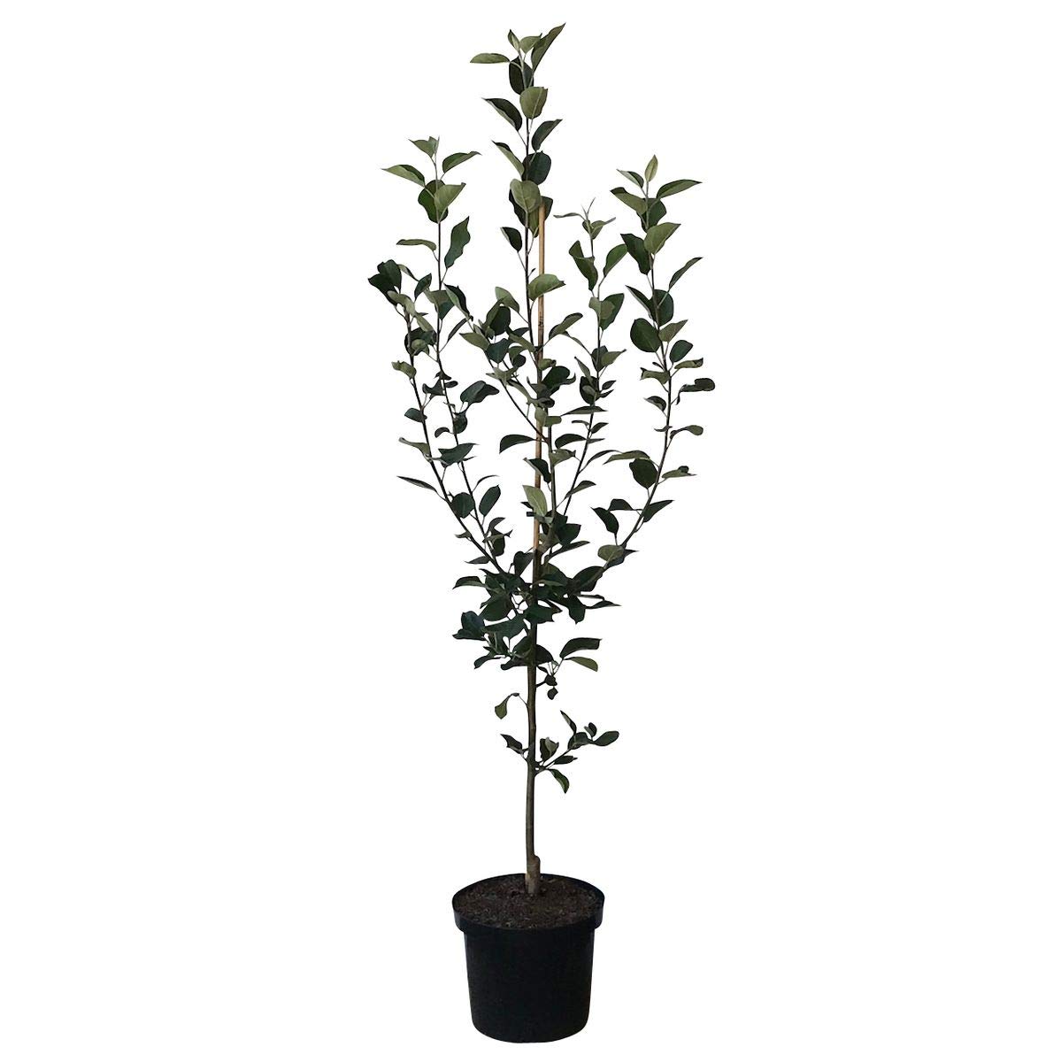 Apfelbaum Topaz (S) Winterapfel schorfresistent Buschbaum ca. 110-140 cm im 9,5 Liter Topf MM 111
