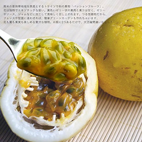 Amazon.co.jp: パッションフルーツ 【黄色果実】 5号 ポット大苗 : DIY