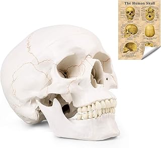 Life Size Human Head Skull Medical Model, Anatomical Skull Model with Removable Skull Cap & Detached Mandible and Skull Cap - 3 Parts