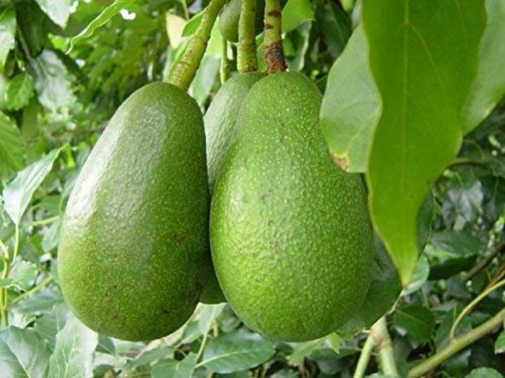 See full amazon price history chart for Creative Farmer Live Plant Butter Fruit Rare Dwarf Non Grafted Pinkerton Avocado Persea Americana 1 Healthy Garden Plant(1 Healthy Live Plant) (PLANT-65-BUTTERFRT6$ll@) Creative Farmer Live Plant Butter Fruit Rare Dwarf Non Grafted Pinkerton Avocado Persea Americana 1 Healthy Garden Plant(1 Healthy Live Plant) (PLANT-65-BUTTERFRT6$ll@) (B08Q8NDXQH) Amazon Price History, Amazon Price Tracker