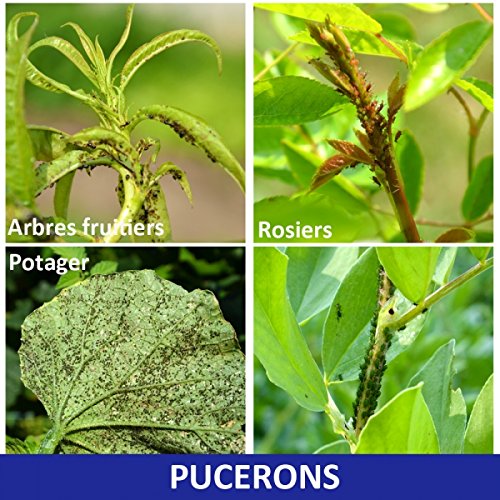 Anti-pucerons choc pour plantes d'ornement, à diluer. 100 ml