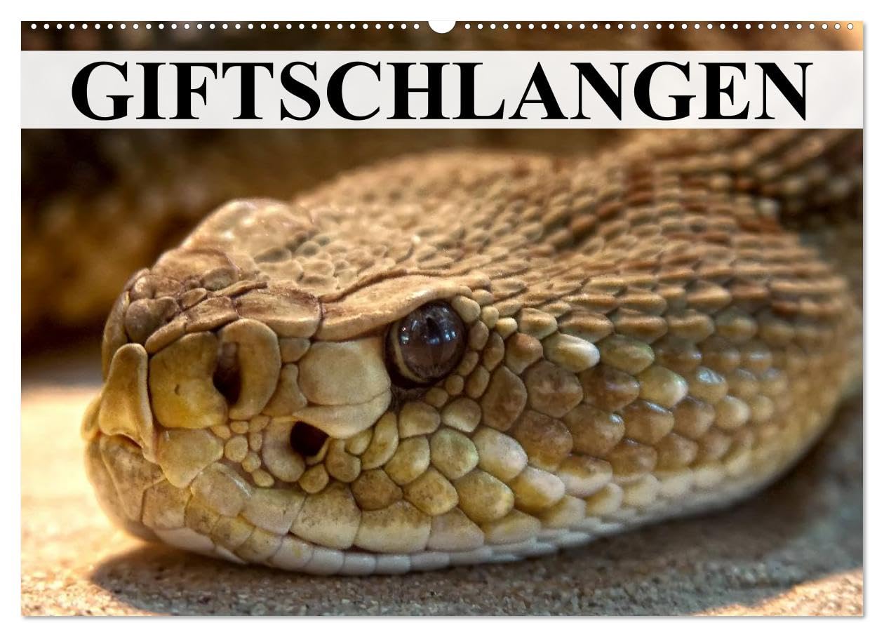Giftschlangen (Wandkalender 2026 DIN A2 quer), CALVENDO Monatskalender: Die Familie der Vipern, Ottern und Giftnattern (CALVENDO Tiere)